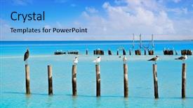  Presentation with royal - Amazing PPT layouts having royal caspian terns and reddish backdrop and a light blue colored foreground