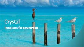  Presentation with view of egret birds - Slides having royal caspian terns and reddish background and a teal colored foreground