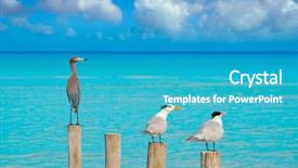  Presentation with royal - Audience pleasing slides consisting of royal caspian terns and reddish backdrop and a teal colored foreground