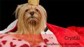  Presentation with crown - PPT theme enhanced with princess historical beautiful red haired - royal dog with crown background and a red colored foreground