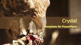  Presentation with hunting - Slides featuring royal eagle eating its hunting over its master glove background and a tawny brown colored foreground