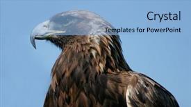  Presentation with royal blue - Slide set consisting of royal eagle observing on blue background and a light blue colored foreground