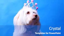  Presentation with dog - Cool new slides with royal family - maltese dog wears her princess backdrop and a cobalt blue colored foreground