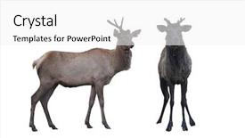  Presentation with female - Theme featuring royal family - two marals male and female background and a white colored foreground