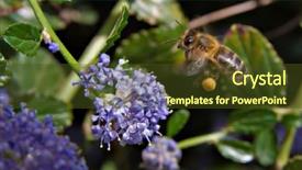  Presentation with bee - Colorful theme enhanced with royal jelly - bee in flight backdrop and a tawny brown colored foreground
