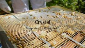  Presentation with jelly - Amazing slides having royal jelly - beehive backdrop and a coral colored foreground