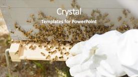  Presentation with royal - Audience pleasing slides consisting of royal jelly - bees backdrop and a coral colored foreground