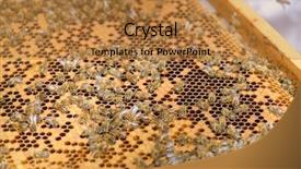  Presentation with royal - Beautiful slide deck featuring royal jelly - bees backdrop and a gold colored foreground