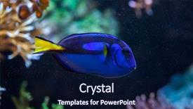  Presentation with royal blue - Slide set having royal marines - blue surgeonfish paracanthurus hepatus also background and a navy blue colored foreground