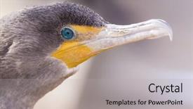  Presentation with royal - Presentation theme having royal marines - double-crested cormorant portrait background and a light gray colored foreground