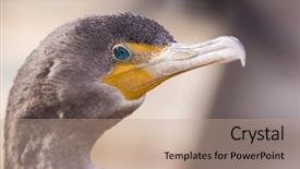 Presentation with royal - Presentation theme with royal marines - double-crested cormorant portrait background and a coral colored foreground