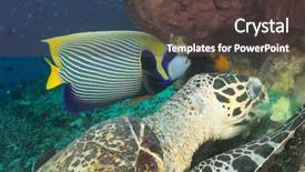  Presentation with turtle - PPT theme enhanced with royal marines - emperor angelfish with feeding hawksbill background and a tawny brown colored foreground