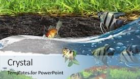  Presentation with lake fish - PPT theme featuring royal marines - freshwater fish in the lake background and a  colored foreground