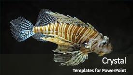  Presentation with lion - PPT theme with royal marines - lion fish on black background background and a dark gray colored foreground