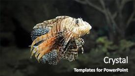  Presentation with lion - Audience pleasing slides consisting of royal marines - lion fish on black background backdrop and a dark gray colored foreground