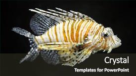  Presentation with royal - Beautiful presentation featuring royal marines - lion fish on dark background backdrop and a tawny brown colored foreground