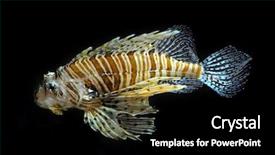  Presentation with lion - Audience pleasing PPT theme consisting of royal marines - lion fish on the black backdrop and a black colored foreground
