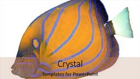  Presentation with royal blue - Slides featuring royal marines - reef fish cut out isolated background and a gold colored foreground