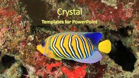  Presentation with fish - Audience pleasing slides consisting of royal marines - regal angelfish fish backdrop and a tawny brown colored foreground