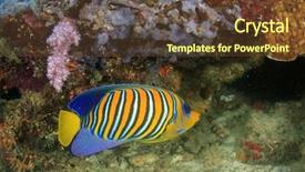  Presentation with royal - Slides consisting of royal marines - regal angelfish background and a tawny brown colored foreground