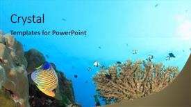  Presentation with royal - Presentation theme featuring royal marines - regal angelfish background and a light gray colored foreground