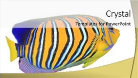  Presentation with tropical - Amazing slides having royal marines - tropical fish isolated regal angelfish backdrop and a white colored foreground