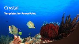  Presentation with reef octopus underwater - Audience pleasing presentation design consisting of royal marines - underwater coral reef with regal backdrop and a gray colored foreground