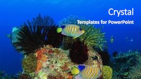  Presentation with coral reef - Presentation theme featuring royal marines - underwater coral reef with regal background and a  colored foreground
