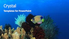  Presentation with coral reef - Cool new PPT layouts with royal marines - underwater coral reef with regal backdrop and a  colored foreground