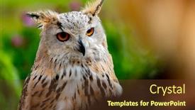  Presentation with royal - PPT theme featuring royal owl amazing bird background and a tawny brown colored foreground