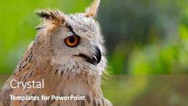  Presentation with royal - Slide set consisting of royal owl amazing bird background and a violet colored foreground