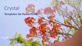 Presentation with royal blue - Slide deck enhanced with royal-poinciana-or-delonix-regia background and a sky blue colored foreground