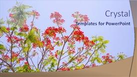  Presentation with royal blue - Beautiful slide deck featuring royal-poinciana-or-delonix-regia backdrop and a sky blue colored foreground