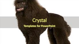  Presentation with poodle - Slides enhanced with royal poodle 11 months old background and a  colored foreground