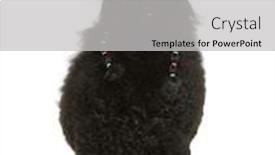  Presentation with poodle - PPT layouts consisting of young doctor with x-ray image on white background and a light gray colored foreground