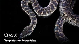  Presentation with python - Theme having royal-python-or-ball-python background and a black colored foreground