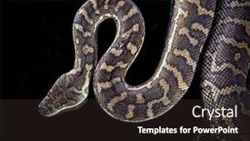  Presentation with python - Beautiful PPT theme featuring royal-python-or-ball-python backdrop and a wine colored foreground