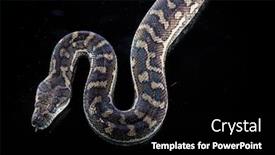  Presentation with python - Slides with royal-python-or-ball-python background and a black colored foreground