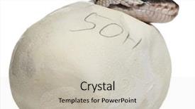  Presentation with python - PPT theme with royal python or ball python background and a light gray colored foreground