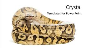  Presentation with python - Colorful presentation theme enhanced with royal python python regius rolled backdrop and a white colored foreground