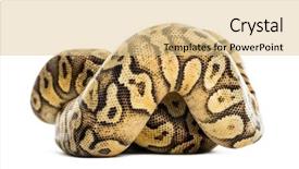  Presentation with python - Slide set having royal python python regius rolled background and a lemonade colored foreground