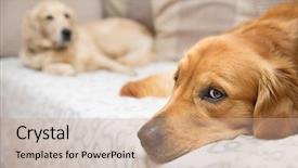  Presentation with sad dog abandoned dogs - Colorful theme enhanced with close up white pill bottle with spilled out pills on orange background with copy space focus on foreground soft bokeh pharmacy drugstore concept backdrop and a gray colored foreground