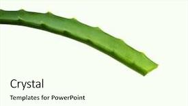  Presentation with aloe vera - Slide set featuring royalty free images - aloe vera leaf cut detailed background and a cream colored foreground