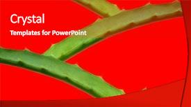  Presentation with aloe vera - Beautiful slide set featuring royalty free images - aloe vera leaves cut detailed backdrop and a black colored foreground