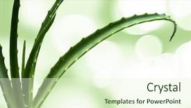  Presentation with aloe vera - Colorful PPT theme enhanced with royalty free images - aloe vera leaves detailed isolated backdrop and a cream colored foreground