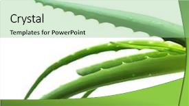  Presentation with aloe vera - Audience pleasing PPT theme consisting of royalty free images - aloe vera leaves detailed isolated backdrop and a seafoam green colored foreground