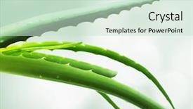  Presentation with aloe vera - Cool new presentation design with royalty free images - aloe vera leaves detailed isolated backdrop and a soft green colored foreground