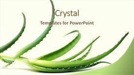  Presentation with aloe vera - PPT theme featuring royalty free images - aloe vera leaves detailed isolated background and a cream colored foreground