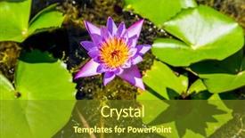  Presentation with pink lotus flower - Presentation theme consisting of royalty free images - pink lotus flower bud background and a tawny brown colored foreground