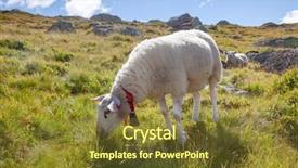  Presentation with grazing - Presentation design featuring rree range sheep grazing background and a tawny brown colored foreground